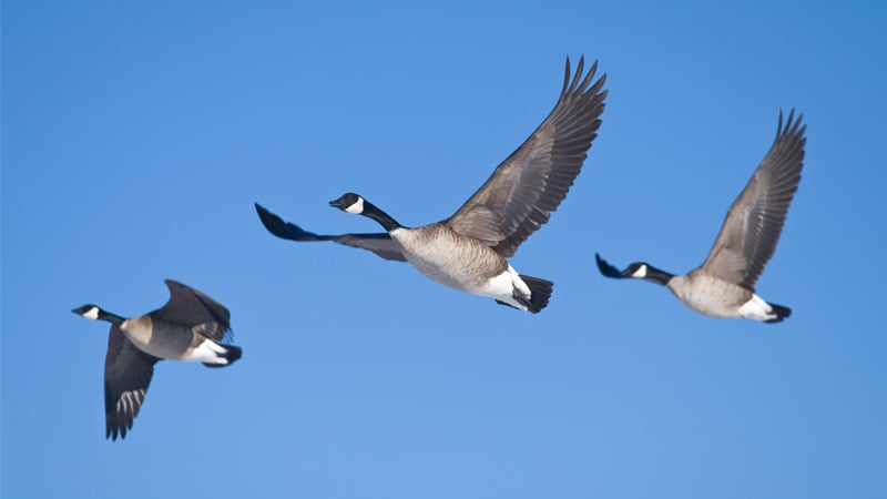 Three animals generally look better than two of four