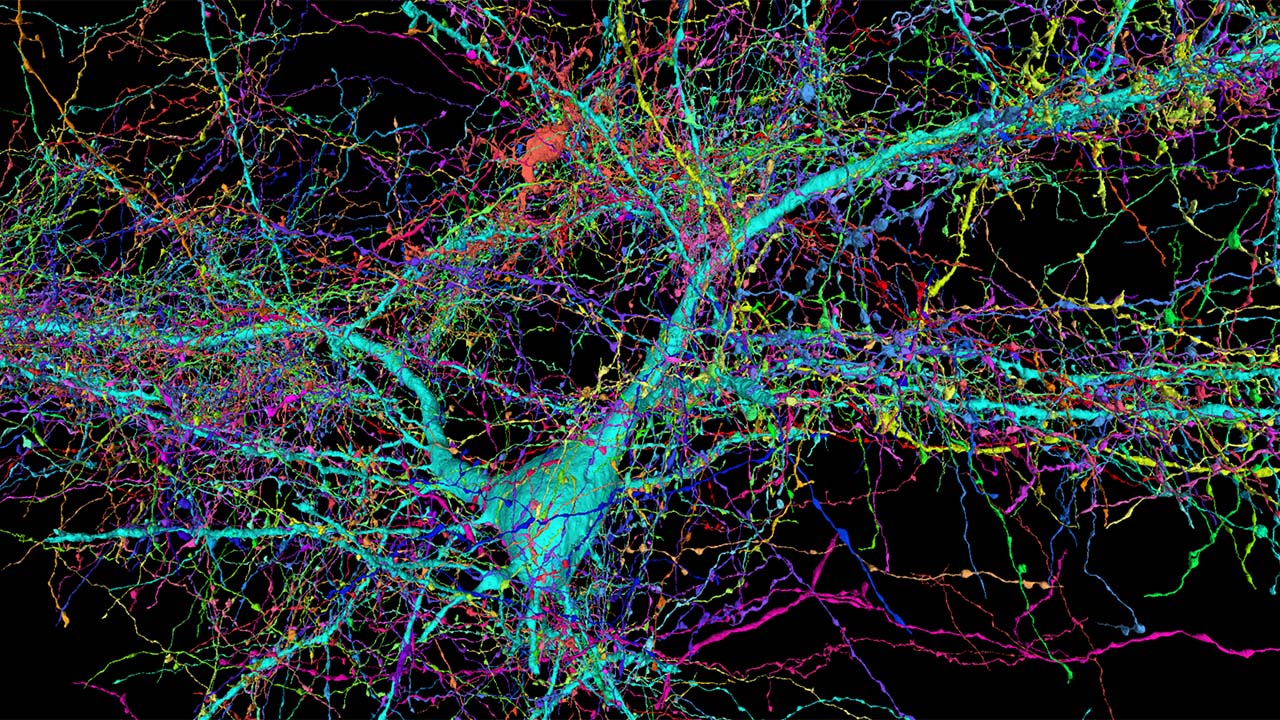 A 3D map of incoming connections for a pyramidal cell. Image: Google Research and Lichtman Lab, Harvard University.